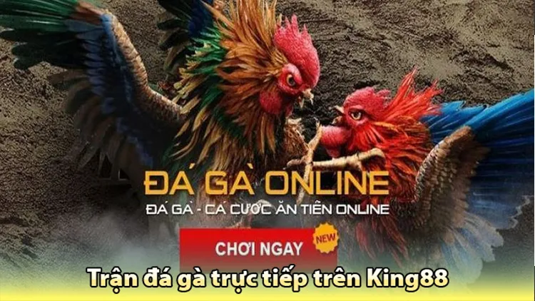 hướng dẫn chơi đá gà King88