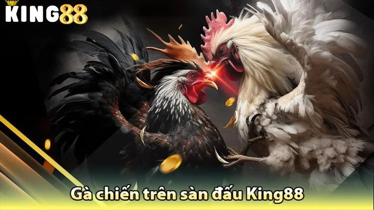 gà chiến King88