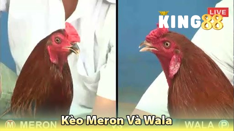 kèo meron và wala