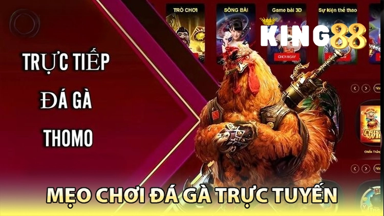mẹo chơi đá gà hiệu quả tại king88