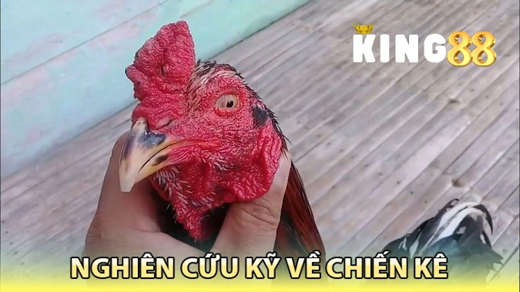nghiên cứu kỹ về chiến kê