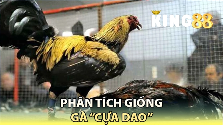 phân tích giống gà cựa dao