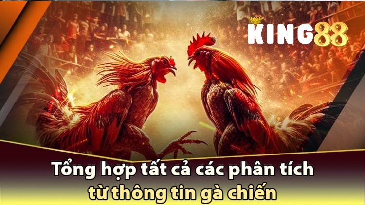 tổng hợp tin tức từ gà chiến