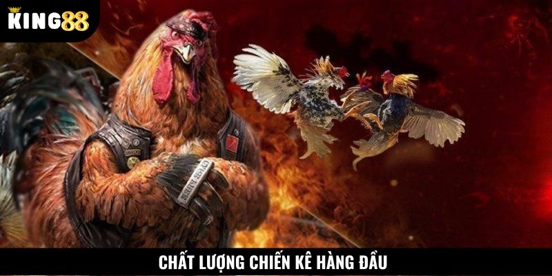 Chất lượng chiến kê trận đá gà C1 hàng đầu