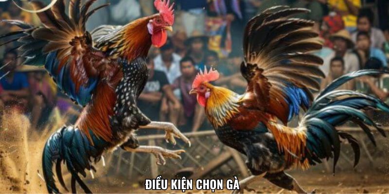 Điều kiện chọn gà chiến được quy định rõ ràng