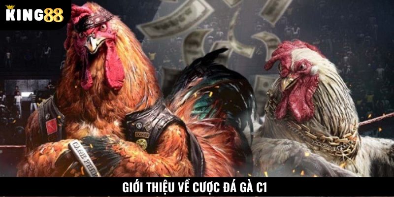 Đôi nét về sảnh đá gà C1 tại King88