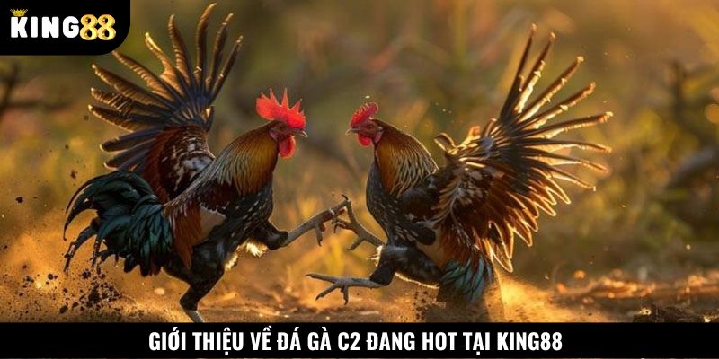 Giới thiệu về sảnh cược đá gà C2
