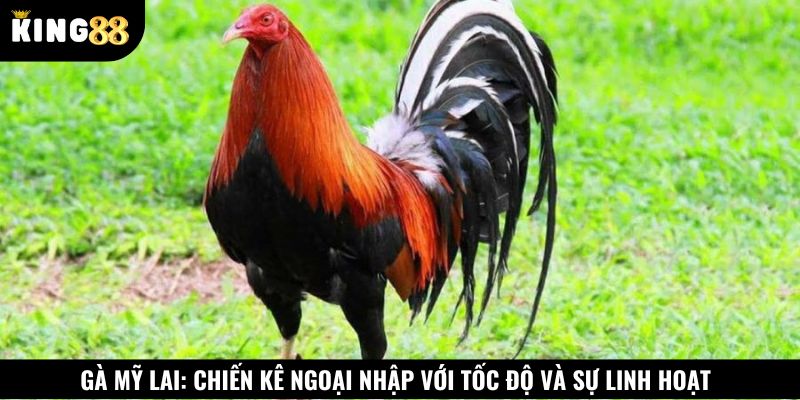 Giống gà Mỹ lai nổi bật với khả năng ra đòn nhanh