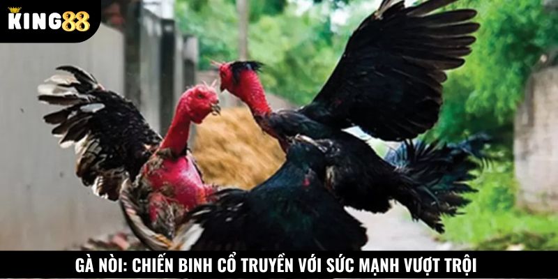 Gà nòi rất được ưa chuộng