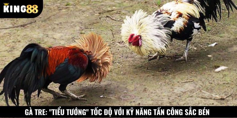 Gà tre rất nhanh nhẹn, có kỹ năng tấn công sắc bén