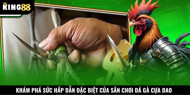 Sức hấp dẫn đặc biệt đá gà cựa dao