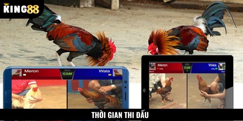 Thời gian thi đấu trận đá gà cựa dao tối đa 15 phút