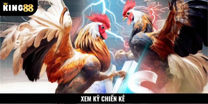 Quan sát kỹ chiến kê trước khi đặt cược
