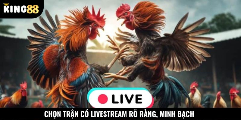 Nên chọn trận đá gà có livestream rõ ràng, minh bạch