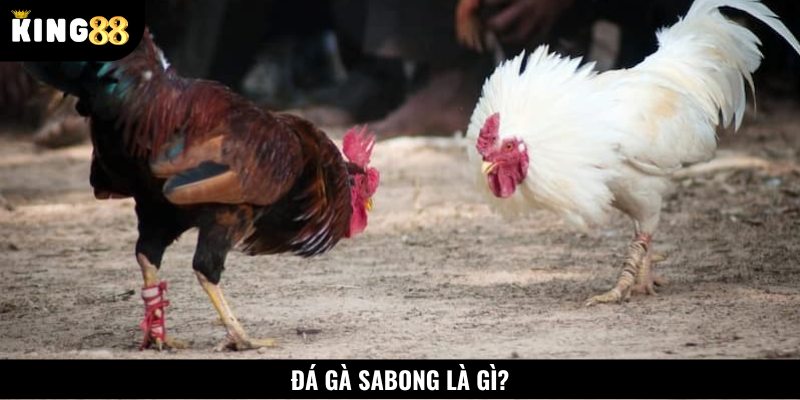 Đá gà Sabong là một hoạt động giải trí nổi tiếng tại Philippines