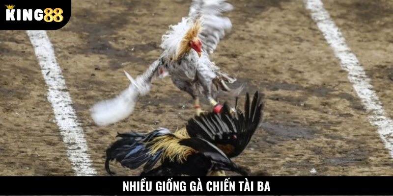 Các giống gà chiến tại đá gà Sabong đều là những thần kê tài ba