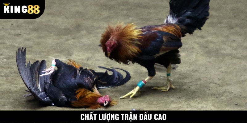 Các trận đấu đá gà Sabong luôn được tuyển chọn khắt khe
