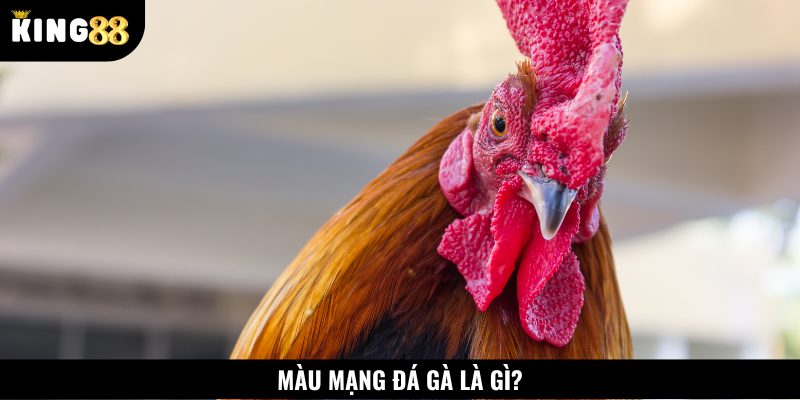 Màu mạng đá gà là việc xác định ngũ hành của chiến kê