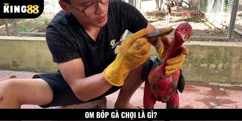 Om bóp gà chọi là kỹ thuật chăm sóc chiến kê của cha ông ta