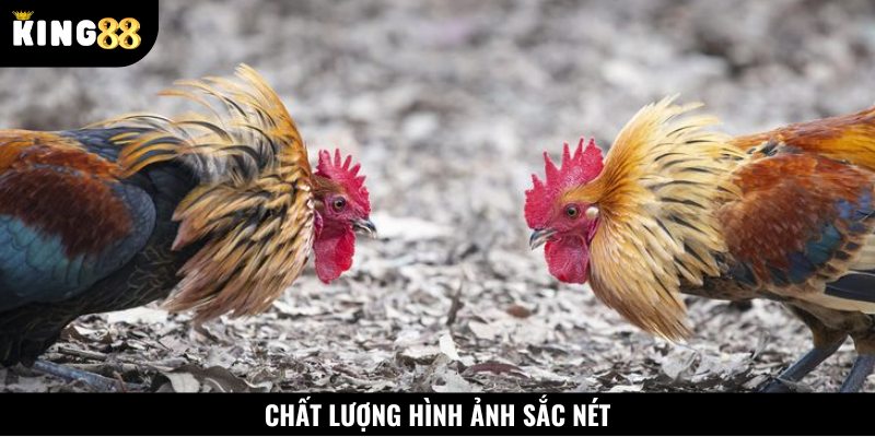 Chất lượng hình ảnh và âm thanh tại đây cực kỳ sống động