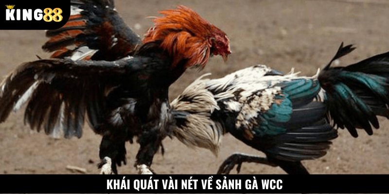Sảnh gà Wcc mang đến cho kê thủ những trải nghiệm mới lạ
