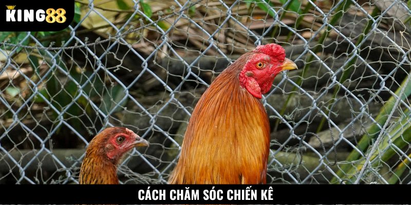 Kỹ thuật chăm sóc và nuôi dưỡng chiến kê sở hữu vảy gà huyền trâm