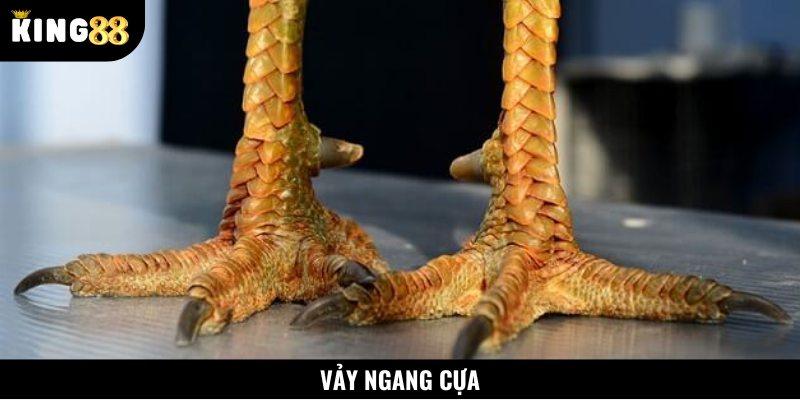 Vảy gà huyền trâm ngang cựa được xếp vào hàng hiếm nhất nhì