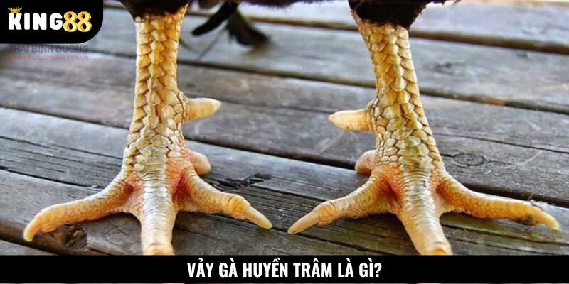 Vảy gà huyền trâm là loại vảy quý hiếm xuất hiện ở phần cựa